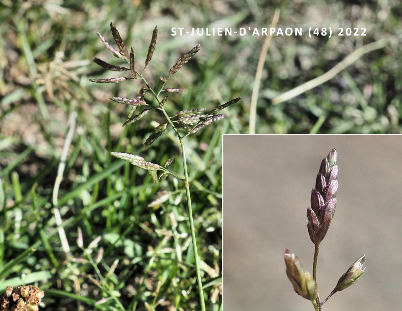 Love-grass, Lesser flower